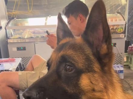 护卫犬德牧的基本素养#德牧 #护卫犬 #狗狗 #警犬 #大狼狗