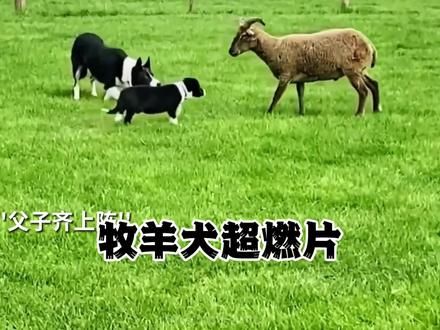 狗是狗，边牧是边牧！草原才是边牧真正的家！#牧羊犬 #牧羊犬赶羊 #牧羊犬的职责