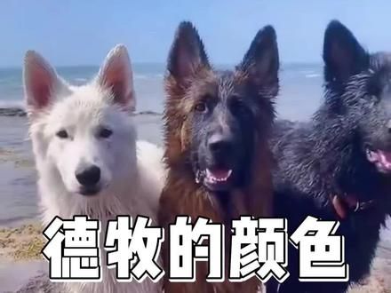 德牧有多少种颜色#德牧 #东德牧羊犬 #瑞士牧羊犬 #护卫犬 #萌宠出道计划