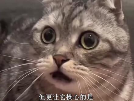 全网最像人的小狗，聪明才智不输任何人！ #德牧 #萌宠出道计划 #狗狗成精了