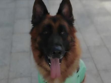 它是狗界天花板，全网最操心的狗狗#糯米狗狗 #德牧 #退役警犬 #狗界天花板 #狗狗故事 #抖in萌宠计划 #全网最聪明的狗狗 #萌宠 #糯米的趣味生活 #狗狗成精了 