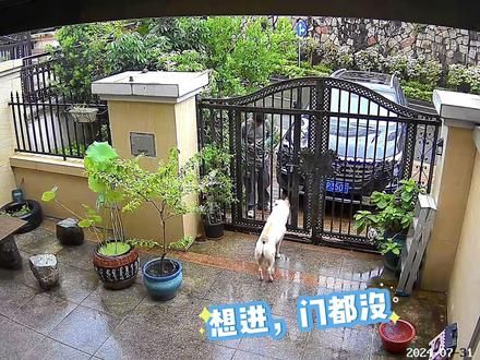 土狗辨别能力有多强两名快递小哥来家里取快递，陌生与熟悉的区别 只有养狗的人才知道这视频的含金量#潮汕土狗 #中华田园犬 #监控下的一幕 #现场实拍 #万物皆有灵性
