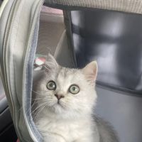 带着猫咪到处走