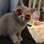 大量现货 猫咪墨镜狗狗太阳镜泰迪个性搞怪头饰宠物配饰猫眼镜