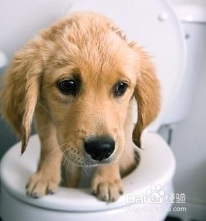 宠物生病了有哪些处理方法？
