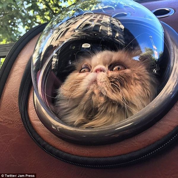 爱猫人士们纷纷晒起了从背包里看世界的猫咪
