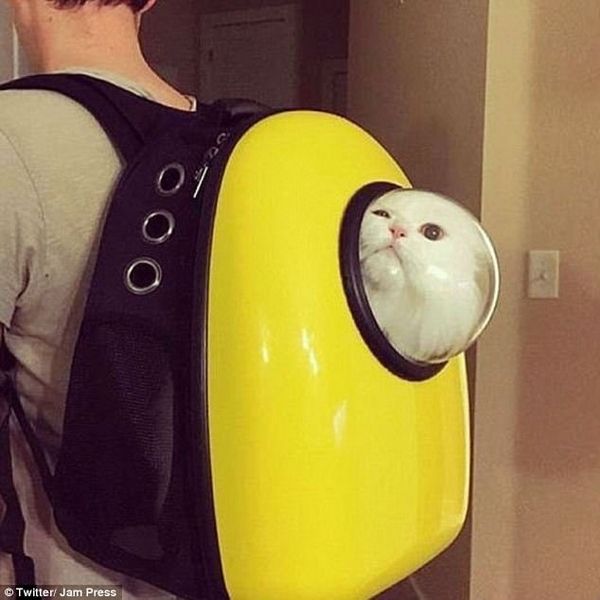 该款背包让爱猫人士们掀起晒猫热潮