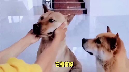 狗狗这几种表现，是把你当“亲妈”了，你家狗狗中了几条？