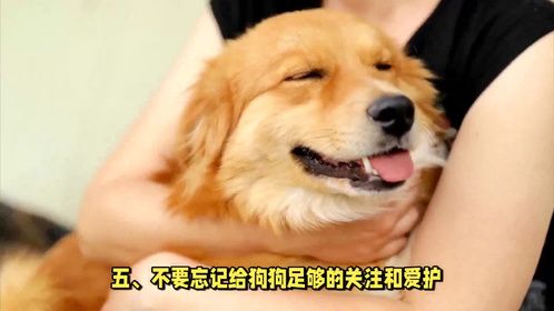 兽医建议与狗狗相处，千万不要碰这五条禁忌，不然狗会恨你一辈子