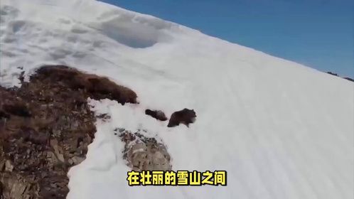 三只金钱豹突然闯入雪豹领地，疯狂追赶着900斤的牦牛