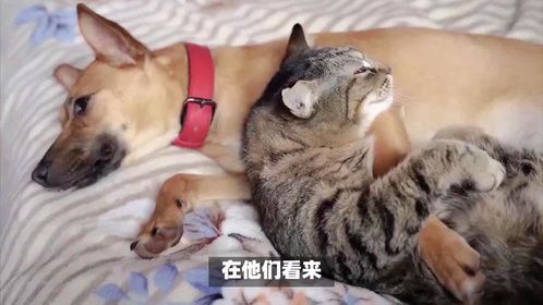 猫狗挡煞不无道理，别不信，老祖宗传下来的真理可是有理有据的