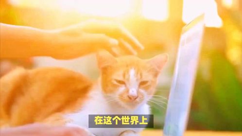 别不信，爱你到极致的猫咪，才会有这样的行为，你家猫咪中了几条