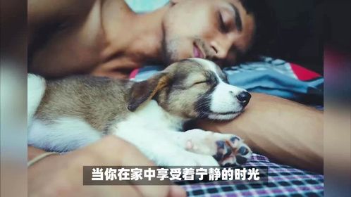 养狗久了，狗狗总睡在你身边，远远不是爱你那么简单