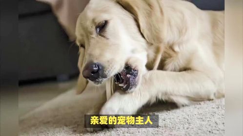 兽医警告：原来在猫咪眼里，这些行为无异于被“抛弃”