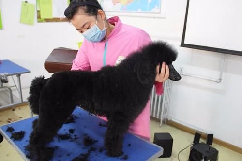 圣宠宠物培训学校告诉您学宠物美容师的发展方向是怎样的