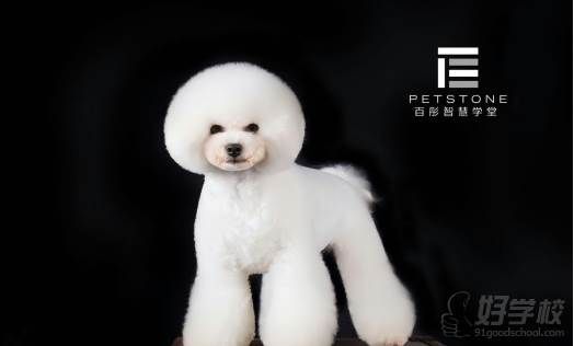 上海百彤宠物作品展示