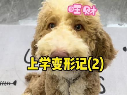 巨贵旺财(上学变形记2)#萌宠出道计划 #傻狗的日常 #巨贵 #宠物训练 #宠物行为纠正