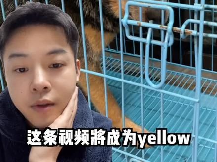 挽救失足少年第一步:重修狗德#宠物训练#宠物行为纠正