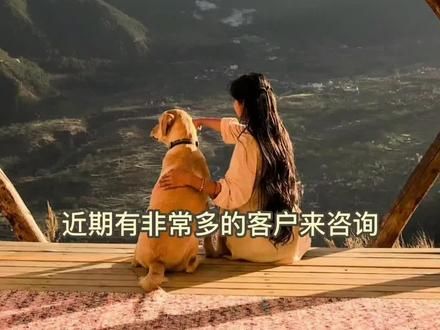 狗狗露营必会的技能#露营#新手露营#宠物训练 #狗狗训练#宠物学校#宠物寄养酒店 #功夫汪#带狗去旅行#宠物乐园#狗狗游泳#宠物行为纠正