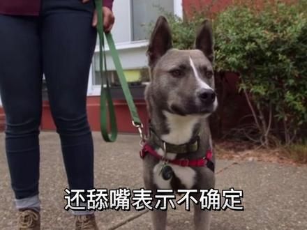 #宠物行为纠正 #训犬 #狗狗心理学 #狗狗领导学