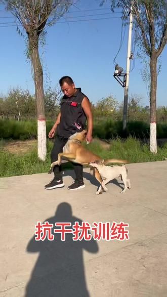 #宠物训练学校 #宠物行为纠正 #训犬师 #工作犬训练 进口血统,露丝,抗干扰训练