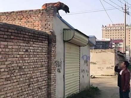 #训犬师 #宠物训练学校 #宠物行为纠正 #工作犬训练