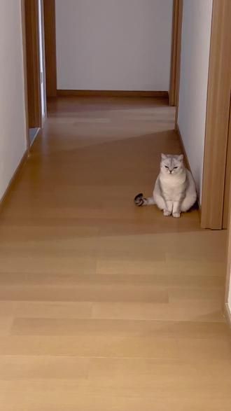 有没有家人大佬支支招啊,唯一的愿望猫友狗恭 #猫狗相处 #萌宠 #宠物知识 #宠物行为纠正 #边牧