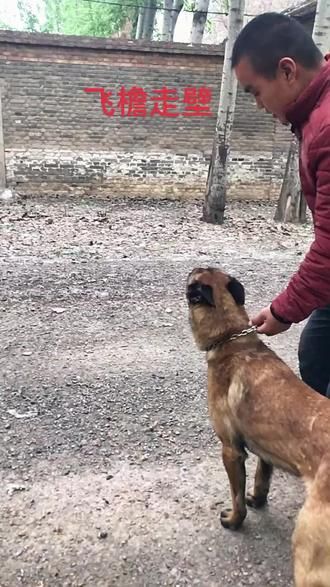 #训犬师 #宠物行为纠正 #宠物训练学校 #工作犬训练 曾经的战友
