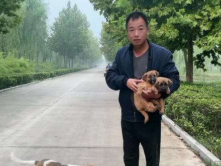 #训犬师 #宠物行为纠正 #宠物训练学校 想要的赶紧