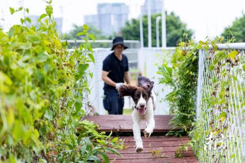 在抵达警犬基地后，幼犬需要逐一接受过障碍测试。