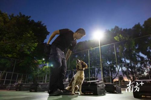 在闻到箱包中的爆炸物后，备训犬“OK”立刻坐下示警。