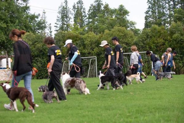 金佩(左二)带治疗犬biubiu参加治疗犬培训。受访者供图