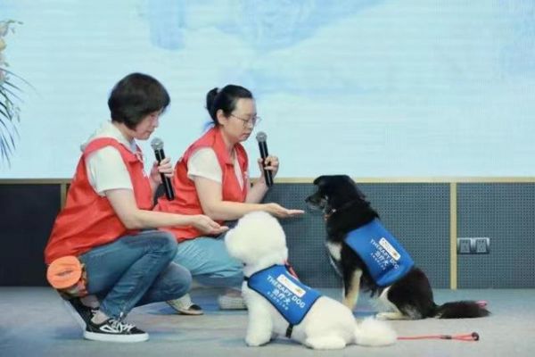 治疗犬悠悠(左)正在一次活动中表演“拒食”(等待主人发出指令才能吃食物)。受访者供图