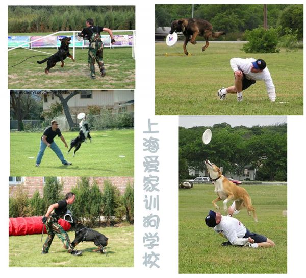 狗狗运动照70_副本.jpg