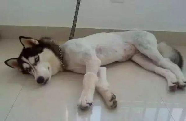 带狗狗去宠物店美容之前，这四个问题你一定要清楚