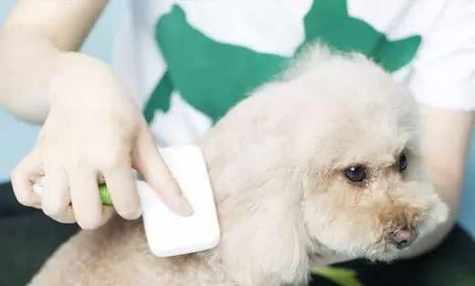 带狗狗去宠物店美容之前，这四个问题你一定要清楚