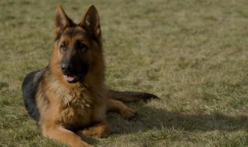 牧羊犬的喂养要点：多带它一起出去散步活动，促进与主人间的感情
