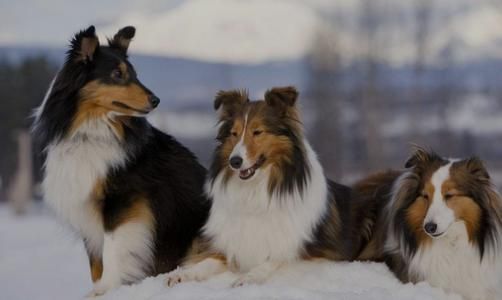 牧羊犬的喂养要点：多带它一起出去散步活动，促进与主人间的感情
