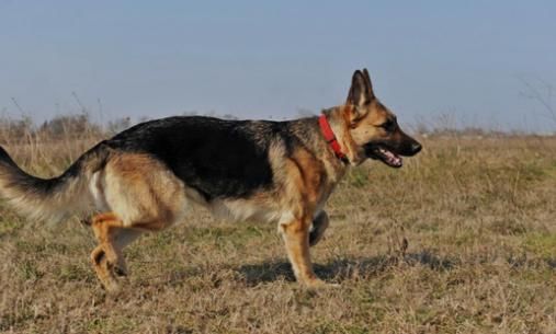 牧羊犬的喂养要点：多带它一起出去散步活动，促进与主人间的感情
