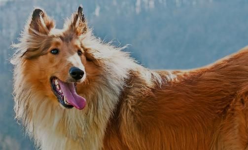 牧羊犬的喂养要点：多带它一起出去散步活动，促进与主人间的感情