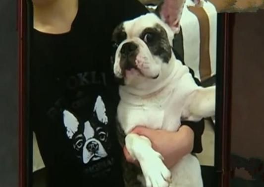 女子带宠物狗做绝育，事后被告知死在手术台 医院：风险已告知