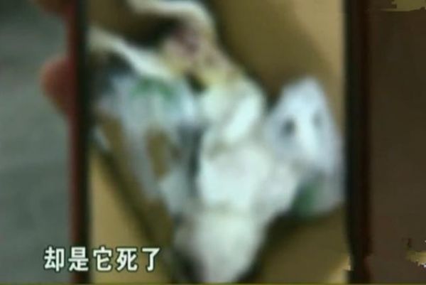 女子带宠物狗做绝育，事后被告知死在手术台 医院：风险已告知