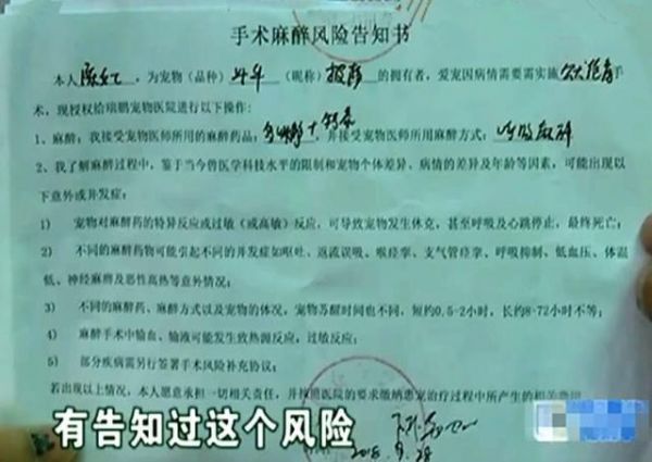女子带宠物狗做绝育，事后被告知死在手术台 医院：风险已告知