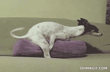 给猫狗绝育是灭绝天性吗？太残忍了，能不做吗？