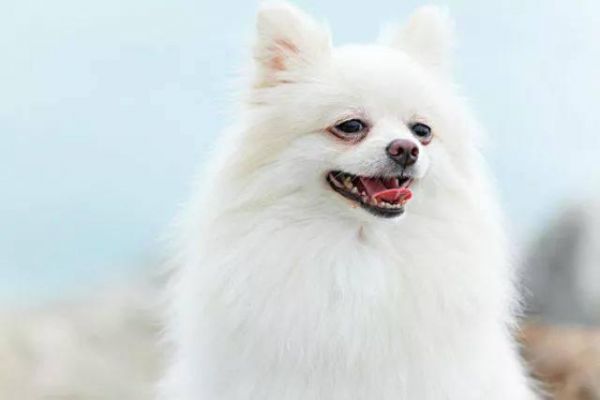 宠物狗狗选美大赛，前9名当之无愧，第10名就......