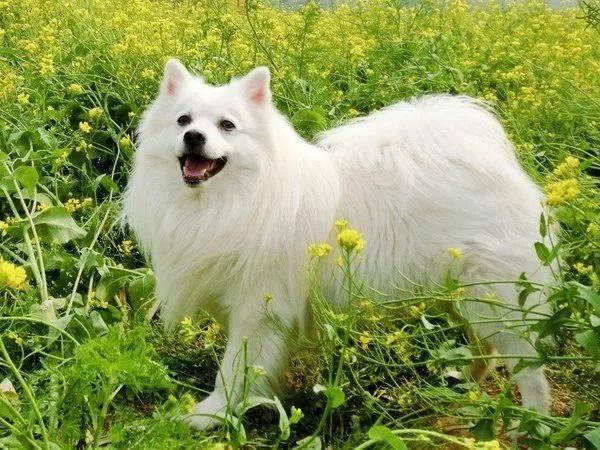 宠物狗狗选美大赛，前9名当之无愧，第10名就......