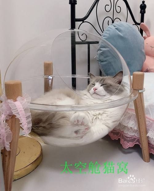 推荐几款舒适的猫窝给大家