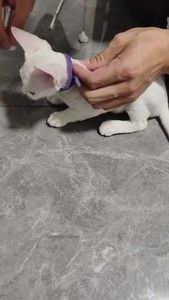 本人杭州富阳区本地人，可以上门给宠物猫打疫苗，妙三多包正品，