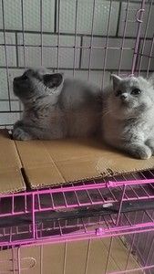 市区上门打疫苗，有需要的联系我，猫疫苗进口妙三多，正品可上网