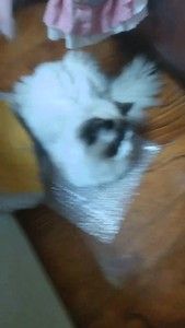 泸县范围内上门接种猫咪疫苗，正品妙三多官网可查，送疫苗本，打